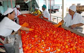 Comenzó Ciego Ávila proceso industrial del tomate
