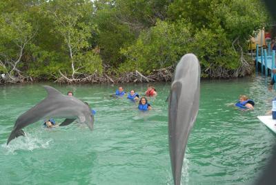 Baño con delfines acapara la atención de turistas