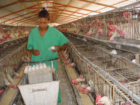 Mantienen avicultores avileños alta producción de huevos
